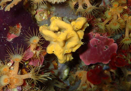 Image of crumpled duster sponge