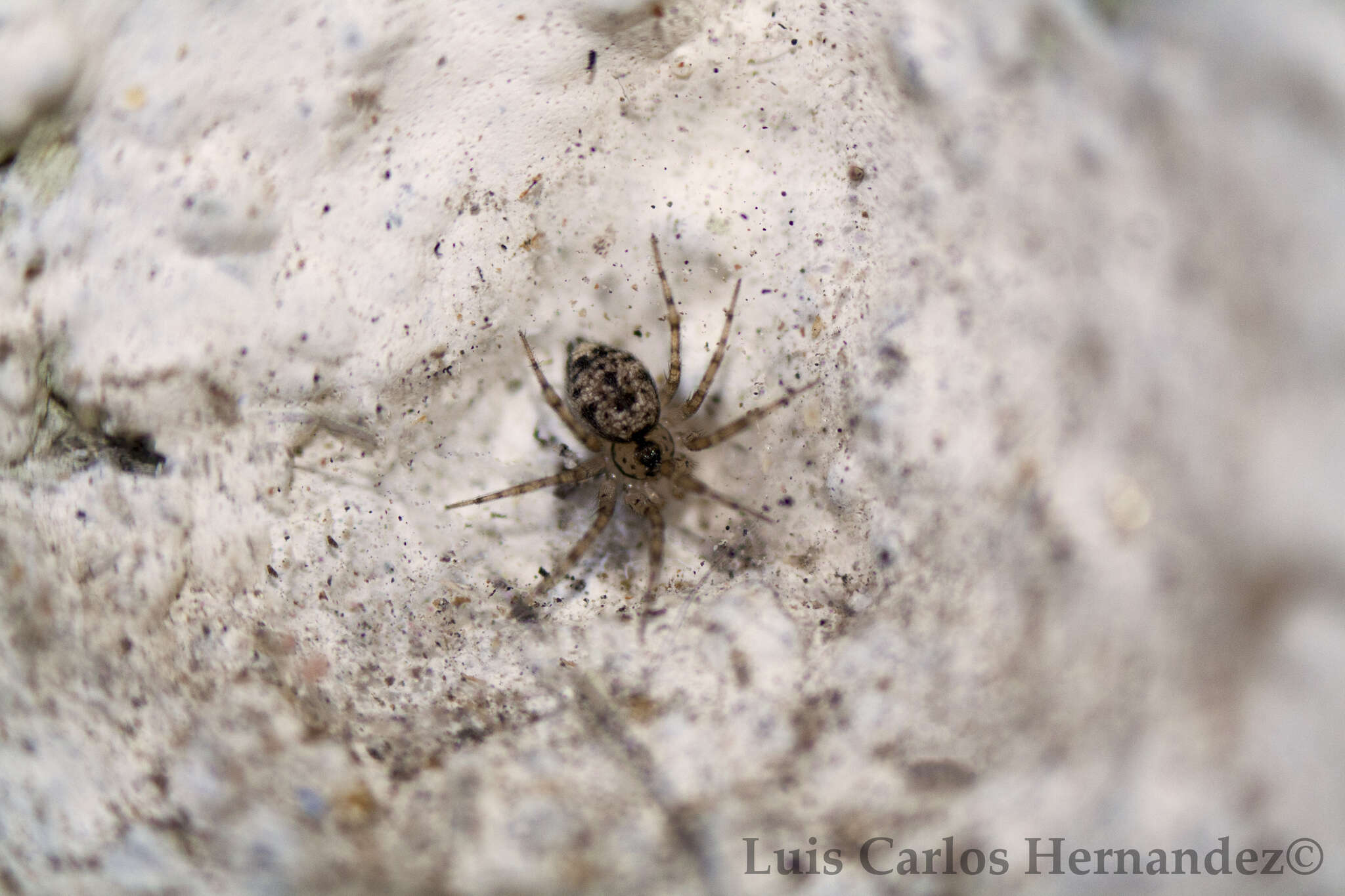 Image of Flatmesh weaver