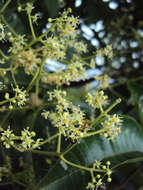 Image de Melicope lunu-ankenda (Gaertn.) T. G. Hartley