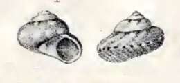 Image of Monilea lifuana (P. Fischer 1878)