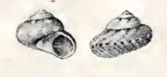 صورة Monilea lifuana (P. Fischer 1878)