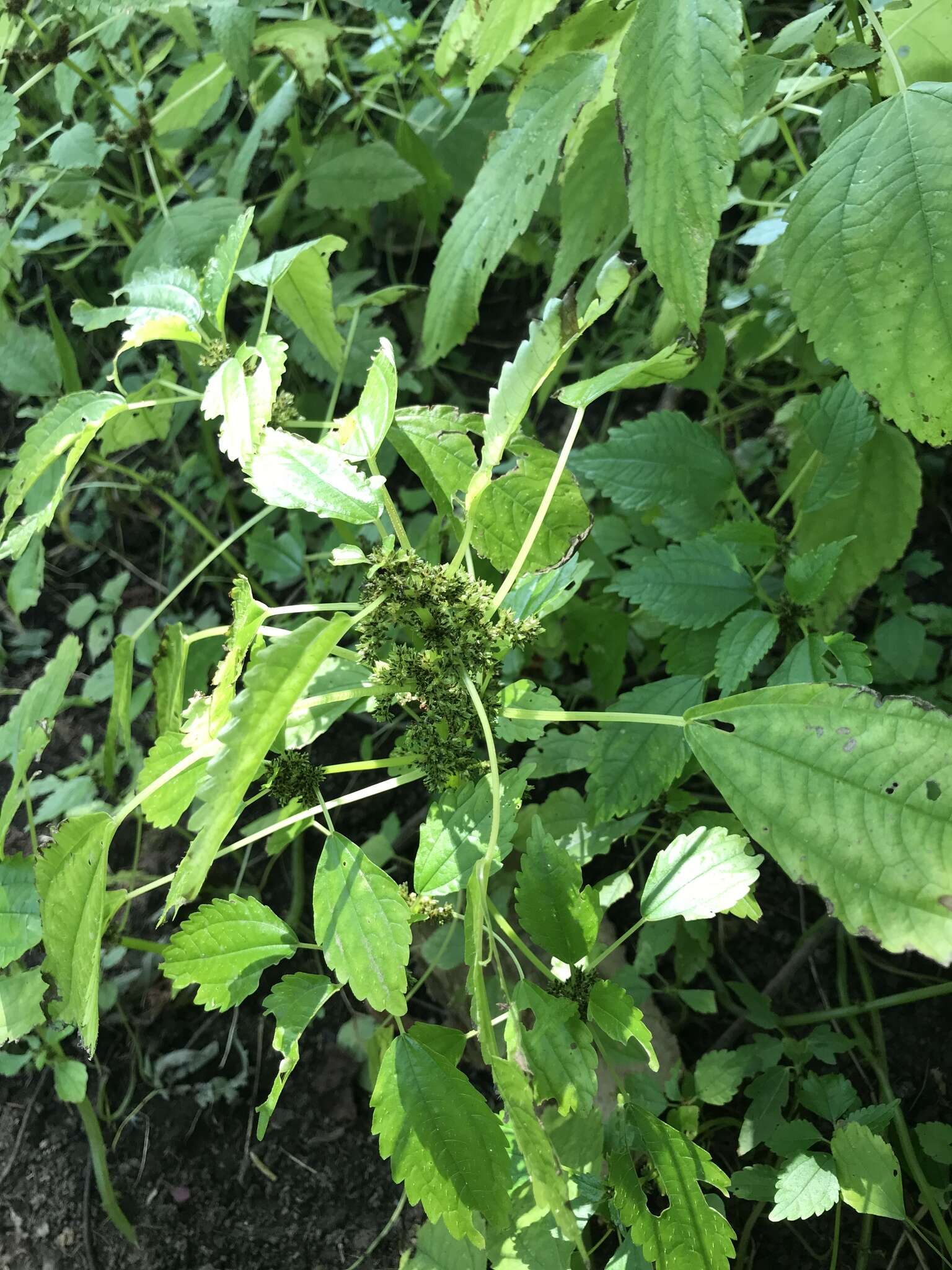 Image of Lesser Clearweed