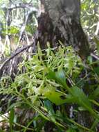 Image of Epidendrum chlorocorymbos Schltr.