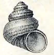 Image of Monilea pantanellii (Caramagna 1888)