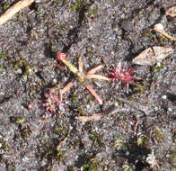 Image of Drosera pygmaea DC.