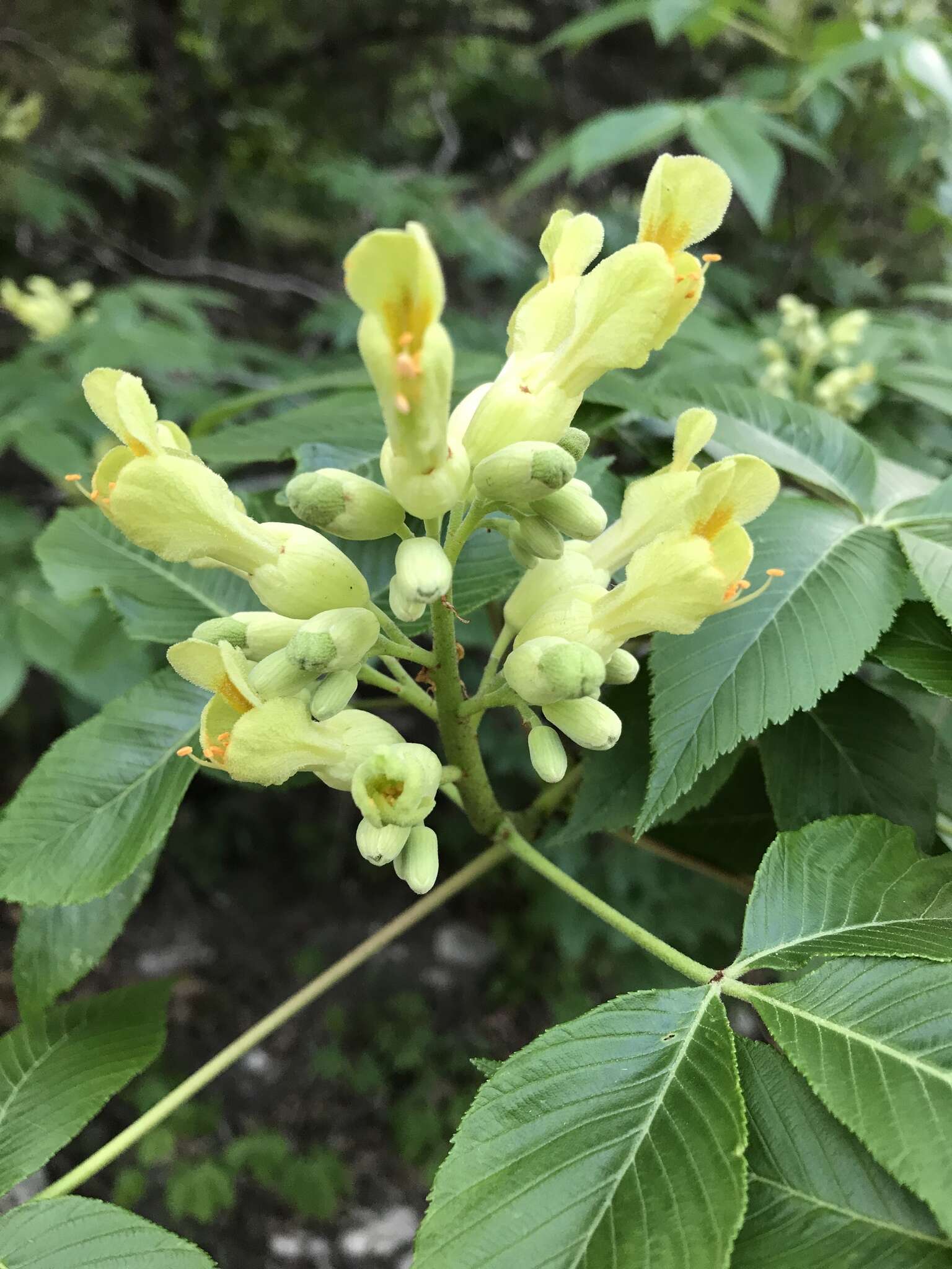 Imagem de Aesculus pavia var. flavescens (Sarg.) Correll