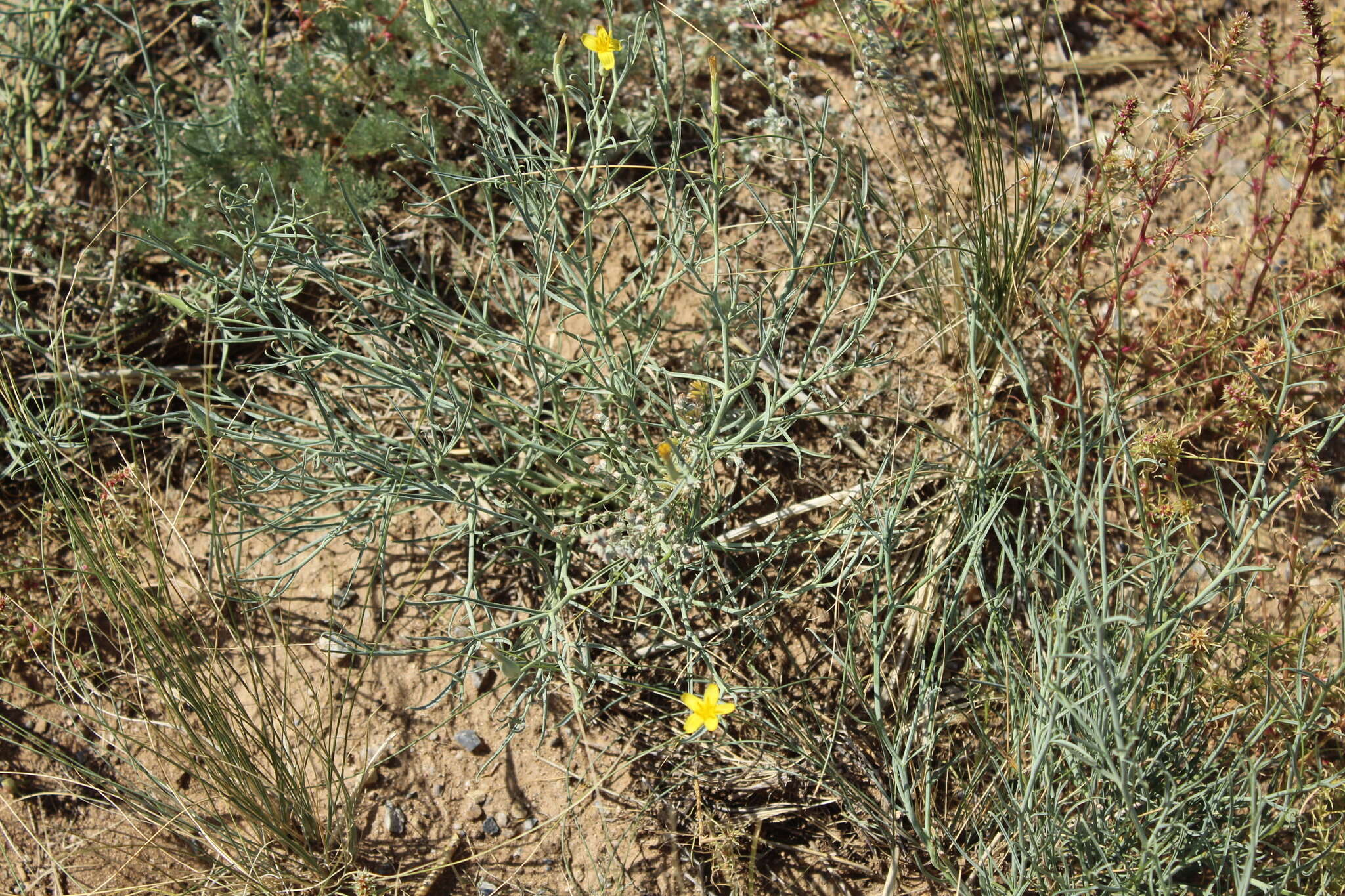 Image of Lipschitzia divaricata (Turcz.) Zaika, Sukhor. & N. Kilian