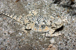 Image of Desert Horned Lizard