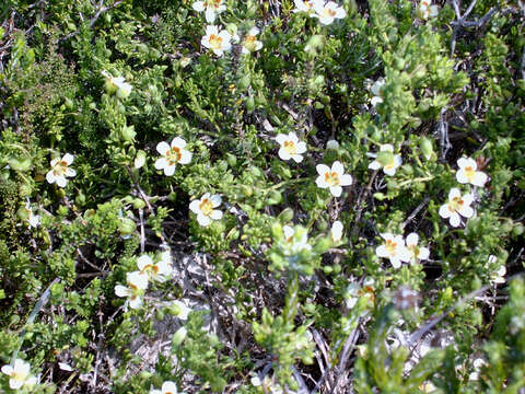 Image de Roepera maritima (Eckl. & Zeyh.) Beier & Thulin