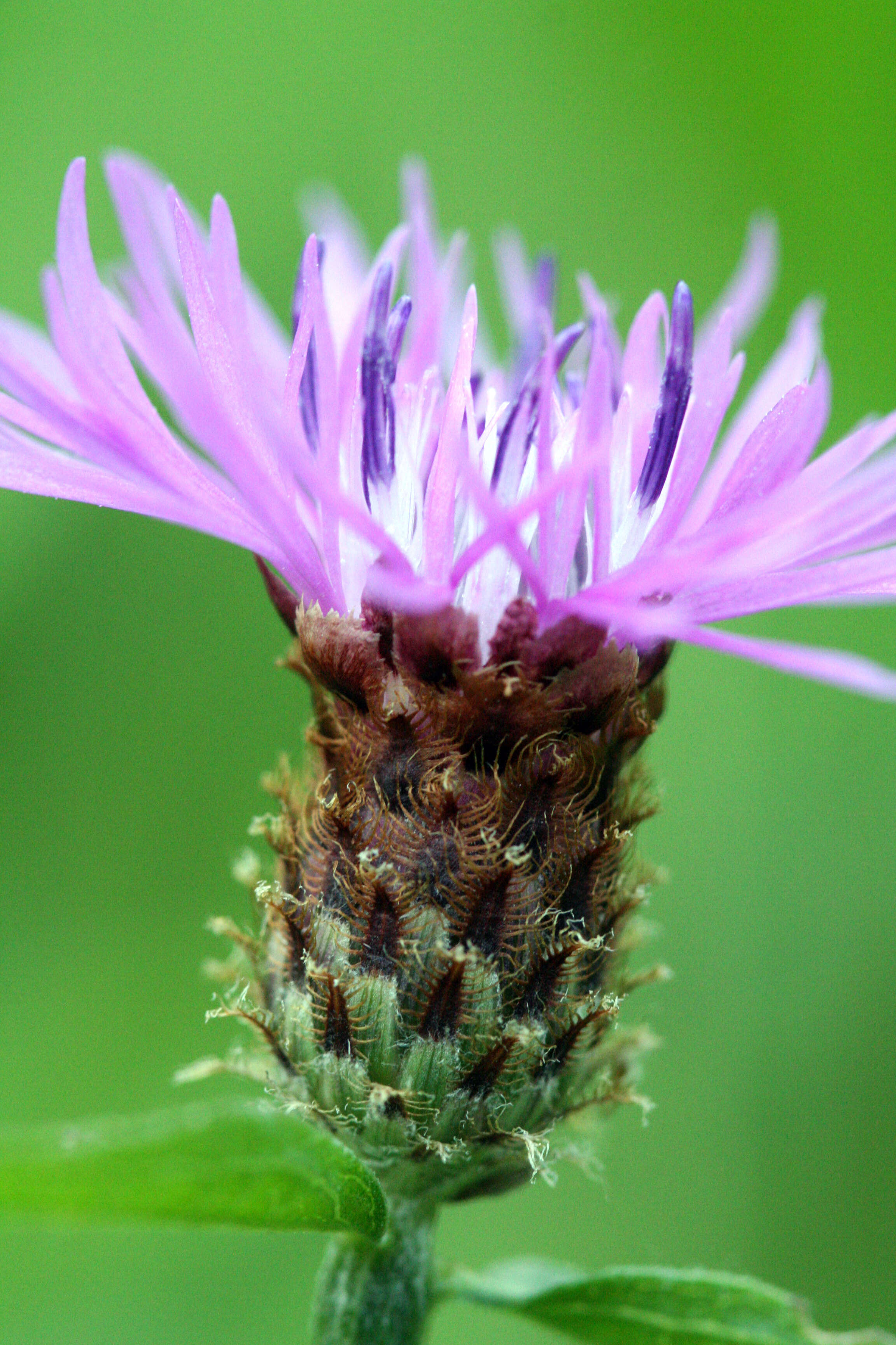 Image of spotted knapweed