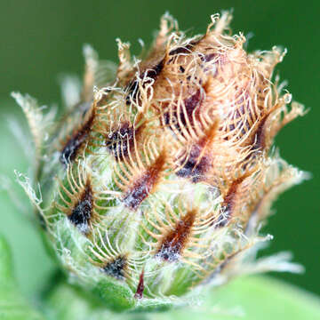 Image of spotted knapweed