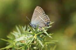 Satyrium spini (Denis & Schiffermüller 1775) resmi