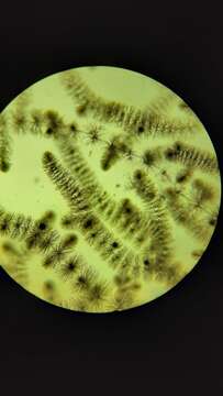Image of Batrachospermum gelatinosum