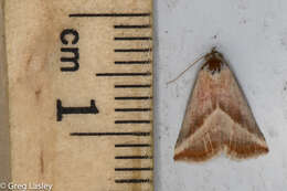 Image of Straight-lined Seed Moth