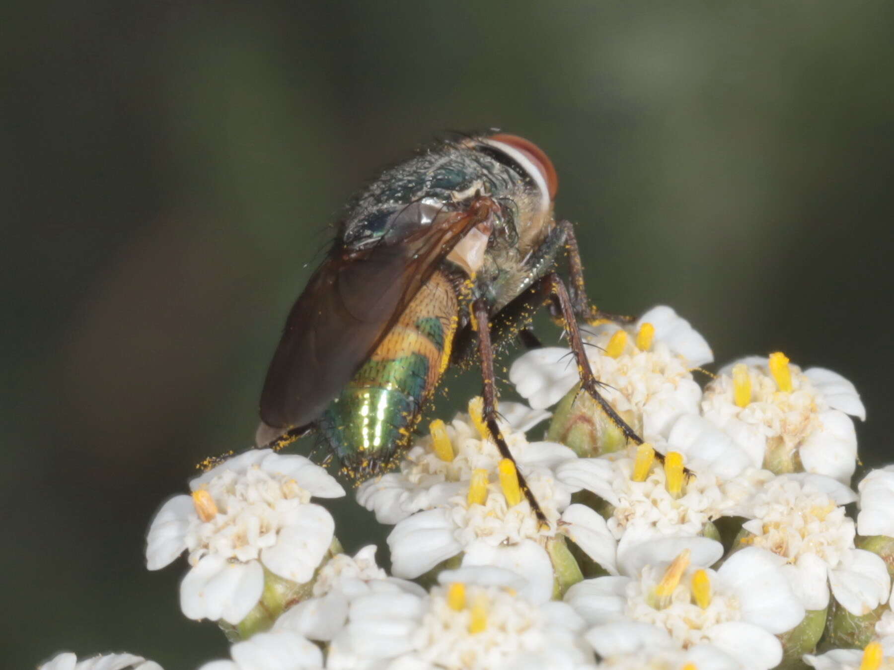 Rhyncomya zernyana (Villeneuve 1926) resmi