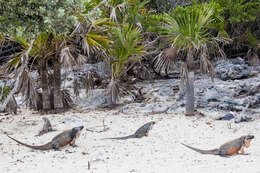 Image of Andros Island Iguana