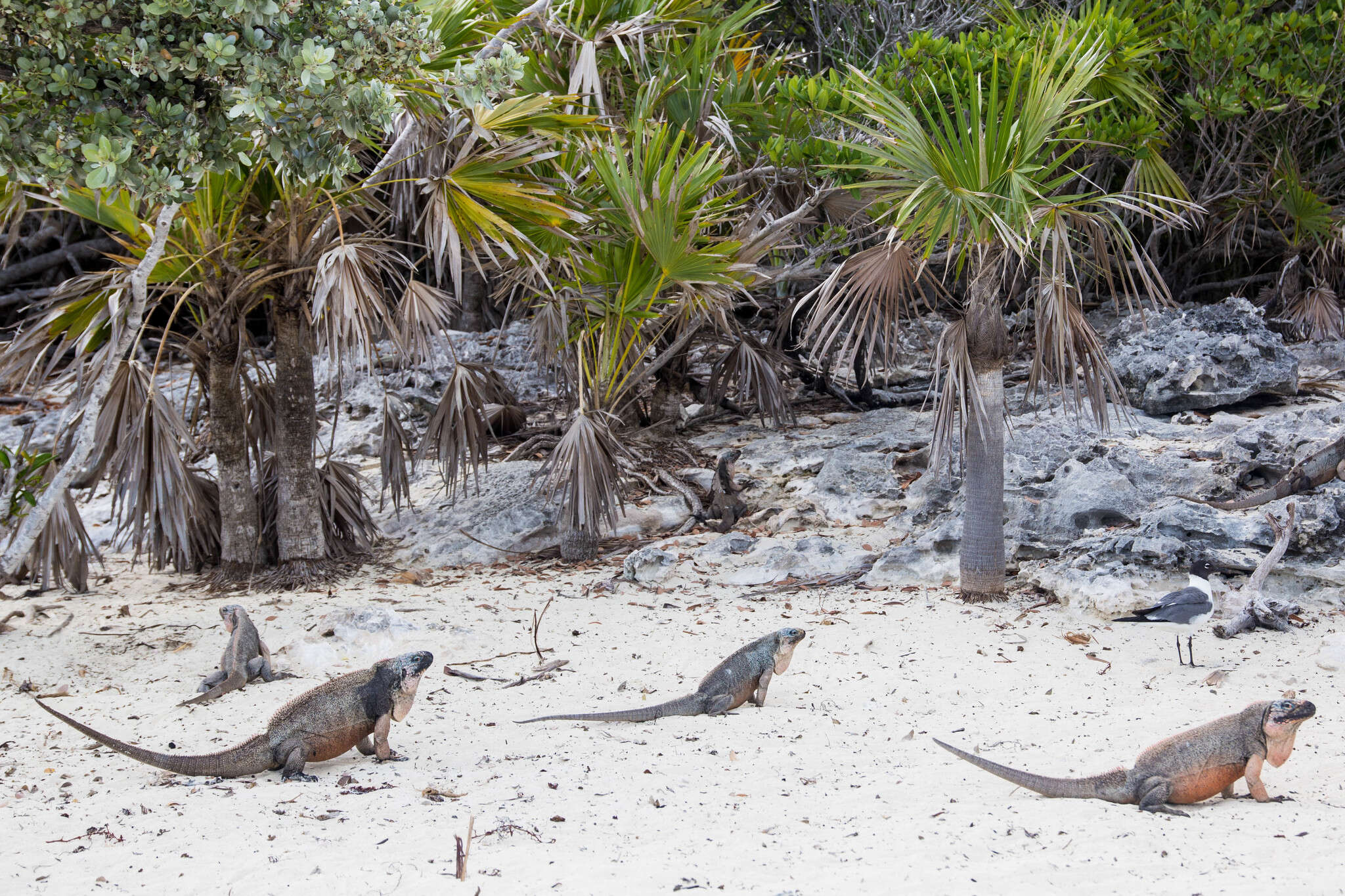 Image of Andros Island Iguana