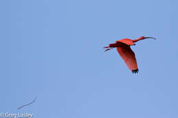 Image of Scarlet Ibis