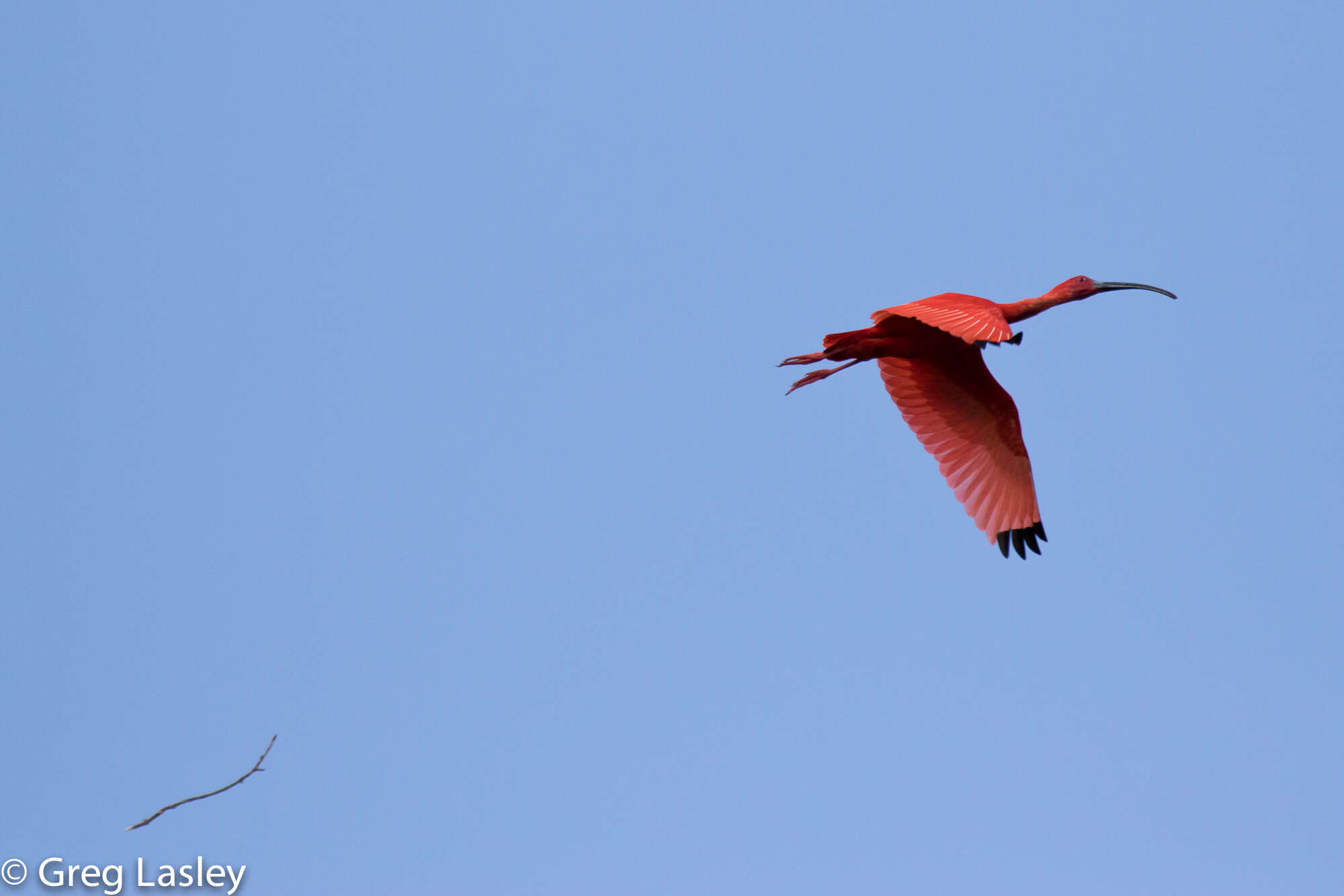 Image of Scarlet Ibis