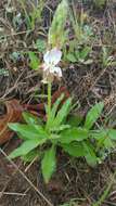 Oenothera suffulta (Engelm.) W. L. Wagner & Hoch resmi