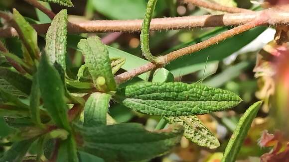 Cistus florentinus Lam. resmi