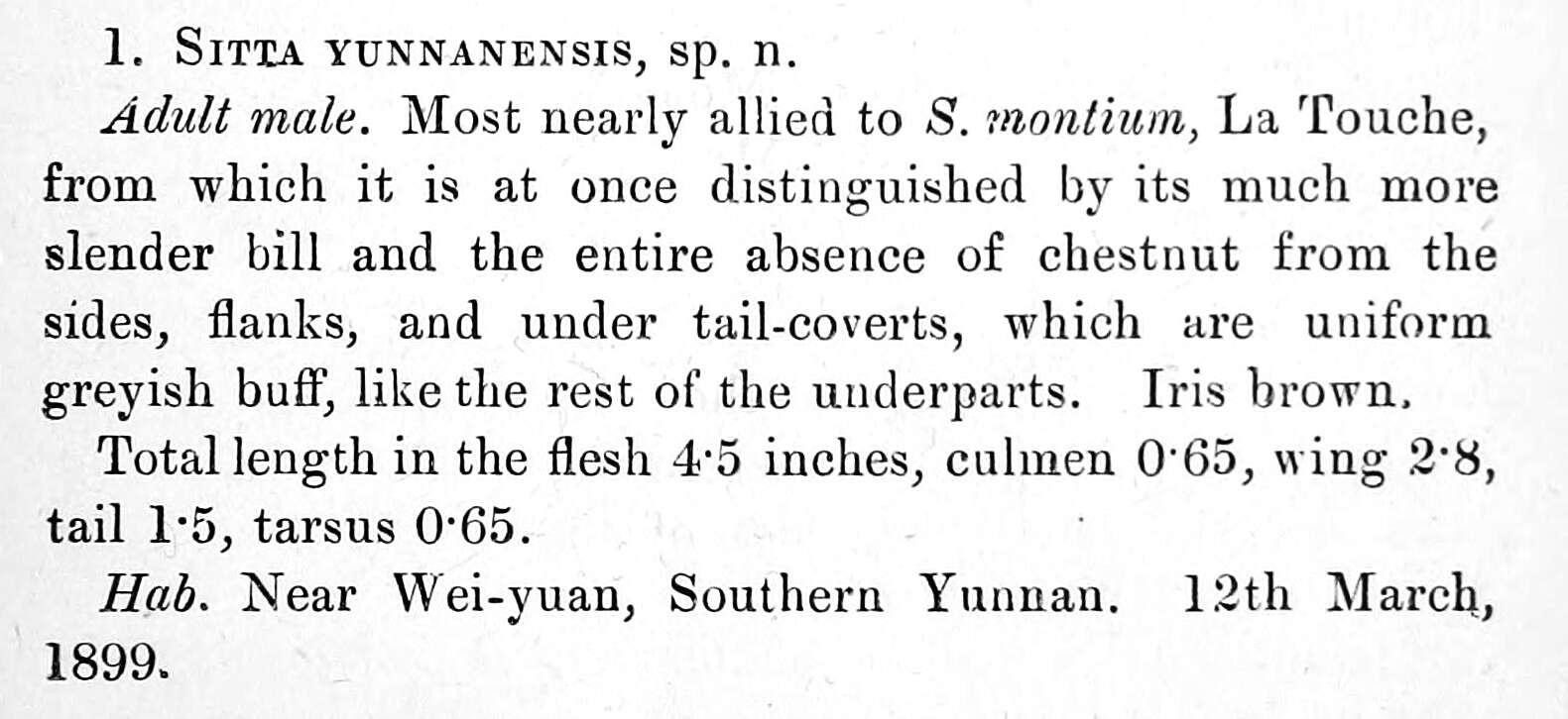 Слика од Sitta yunnanensis Ogilvie-Grant 1900