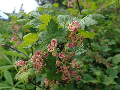 Image of mapleleaf currant