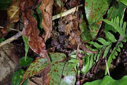 Plancia ëd Protobothrops mucrosquamatus (Cantor 1839)