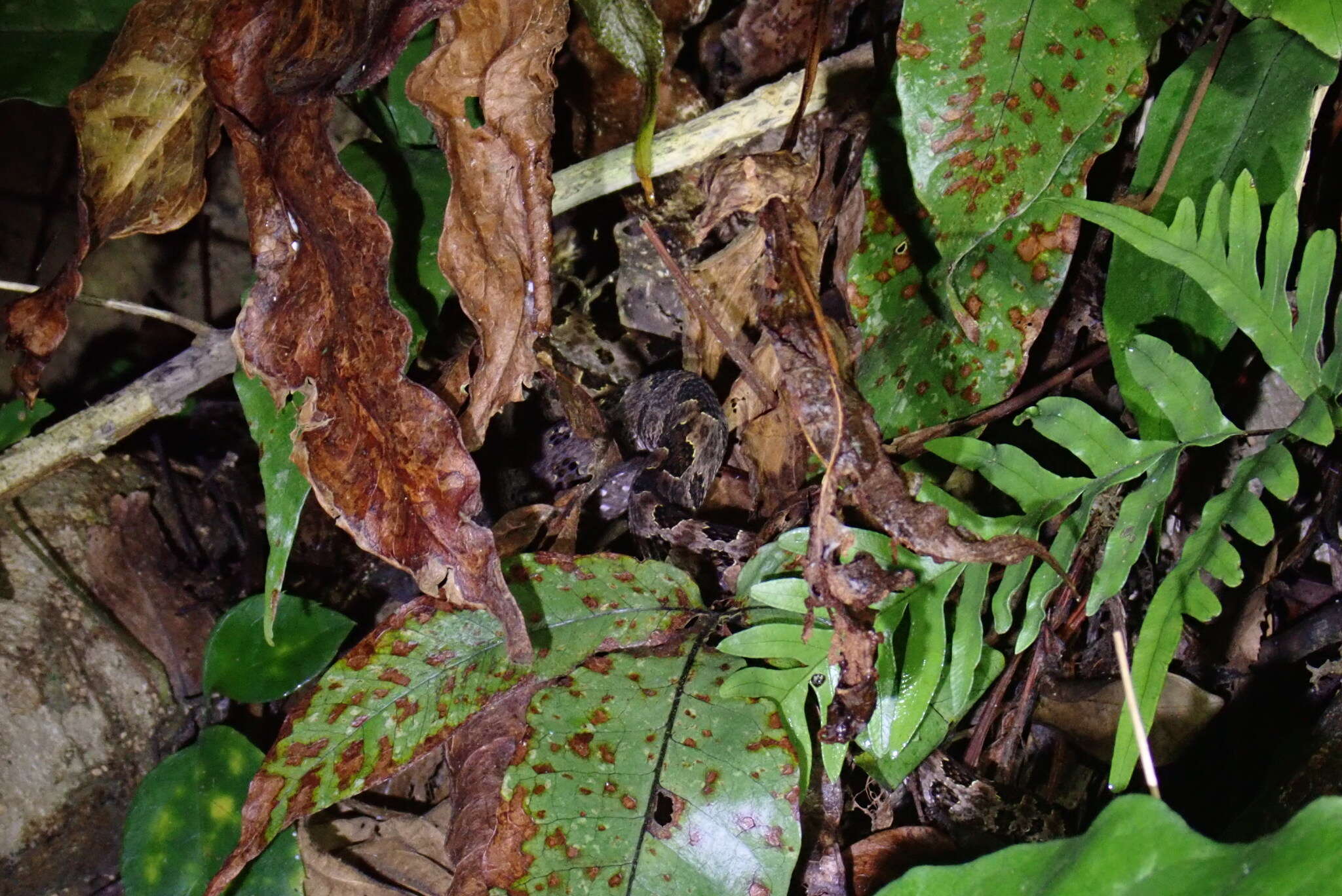 Plancia ëd Protobothrops mucrosquamatus (Cantor 1839)