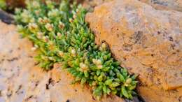 Crassula exilis subsp. sedifolia (N. E. Br.) Tölken resmi