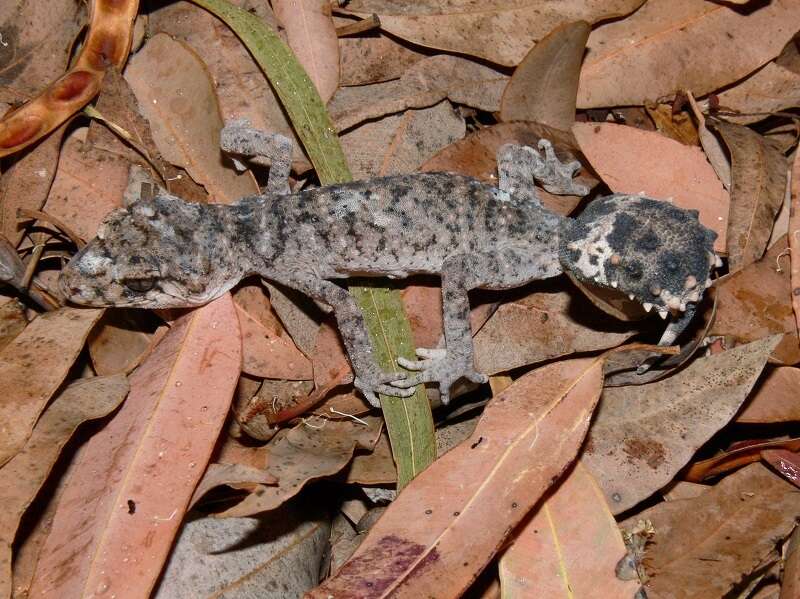 Image of Border Thick-tailed Gecko