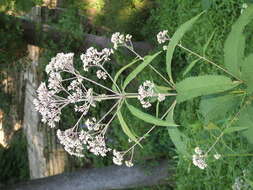 Image of queen of the meadow