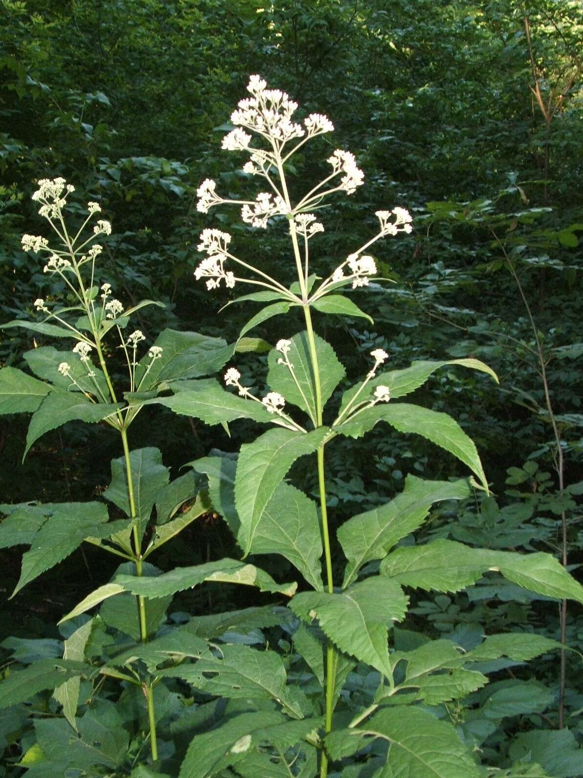 Image of queen of the meadow