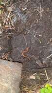 Image of Jemez Mountains salamander