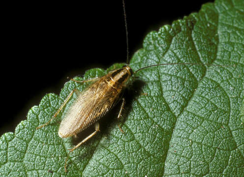 Image of Asian Cockroach