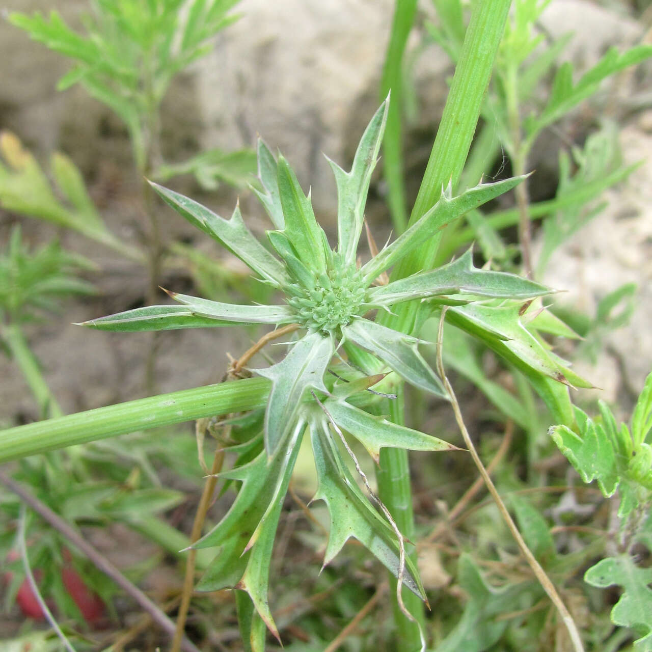 Image de Eryngium hookeri Walp.