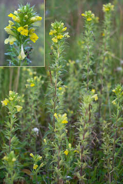 Image of Yellow Glandweed