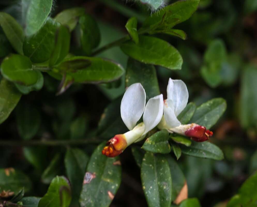 Image of shrubby milkwort