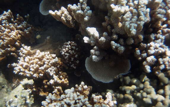 Image of Rice coral