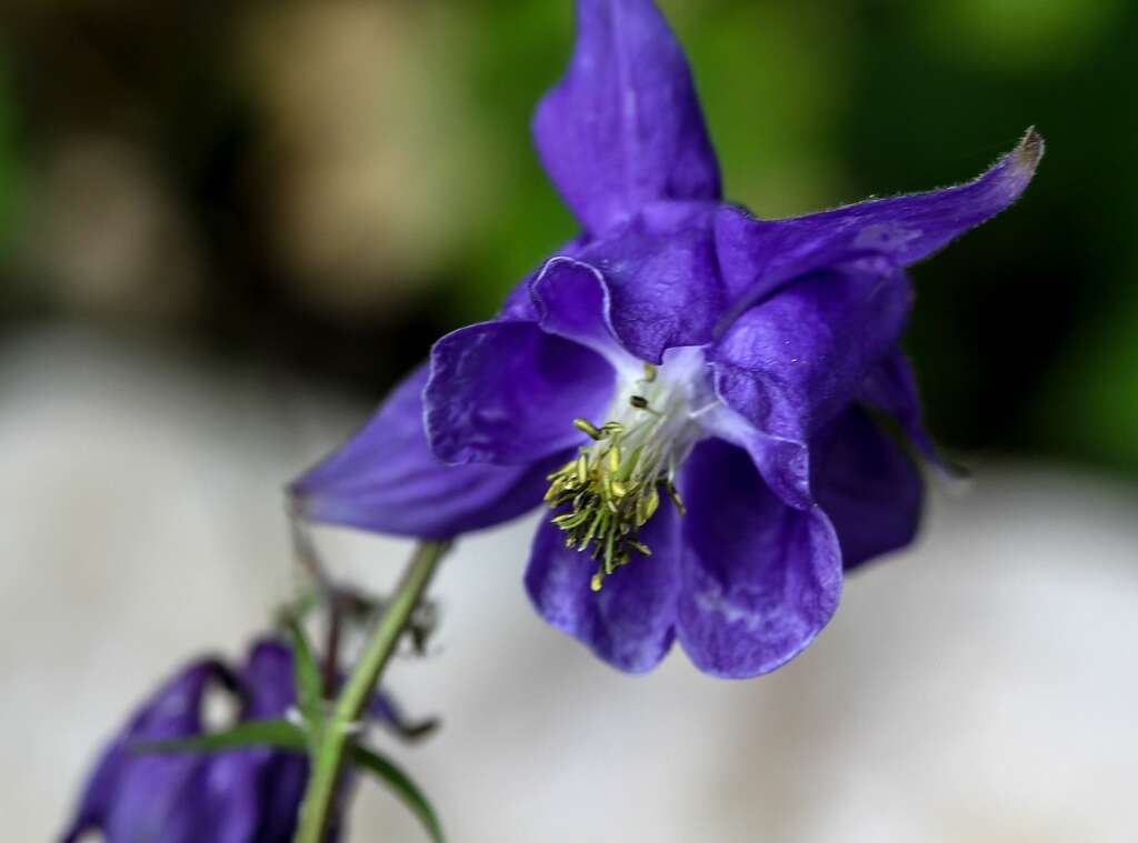 Слика од Aquilegia nigricans Baumg.