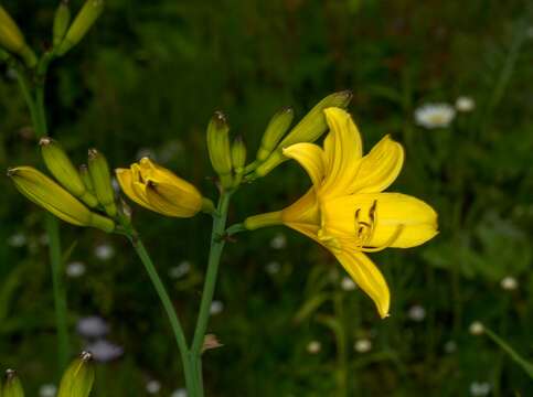 Image of lemon day-lily