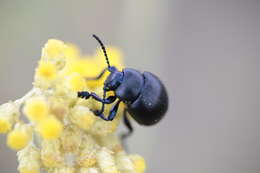 Слика од Helichrysum italicum (Roth) G. Don fil.