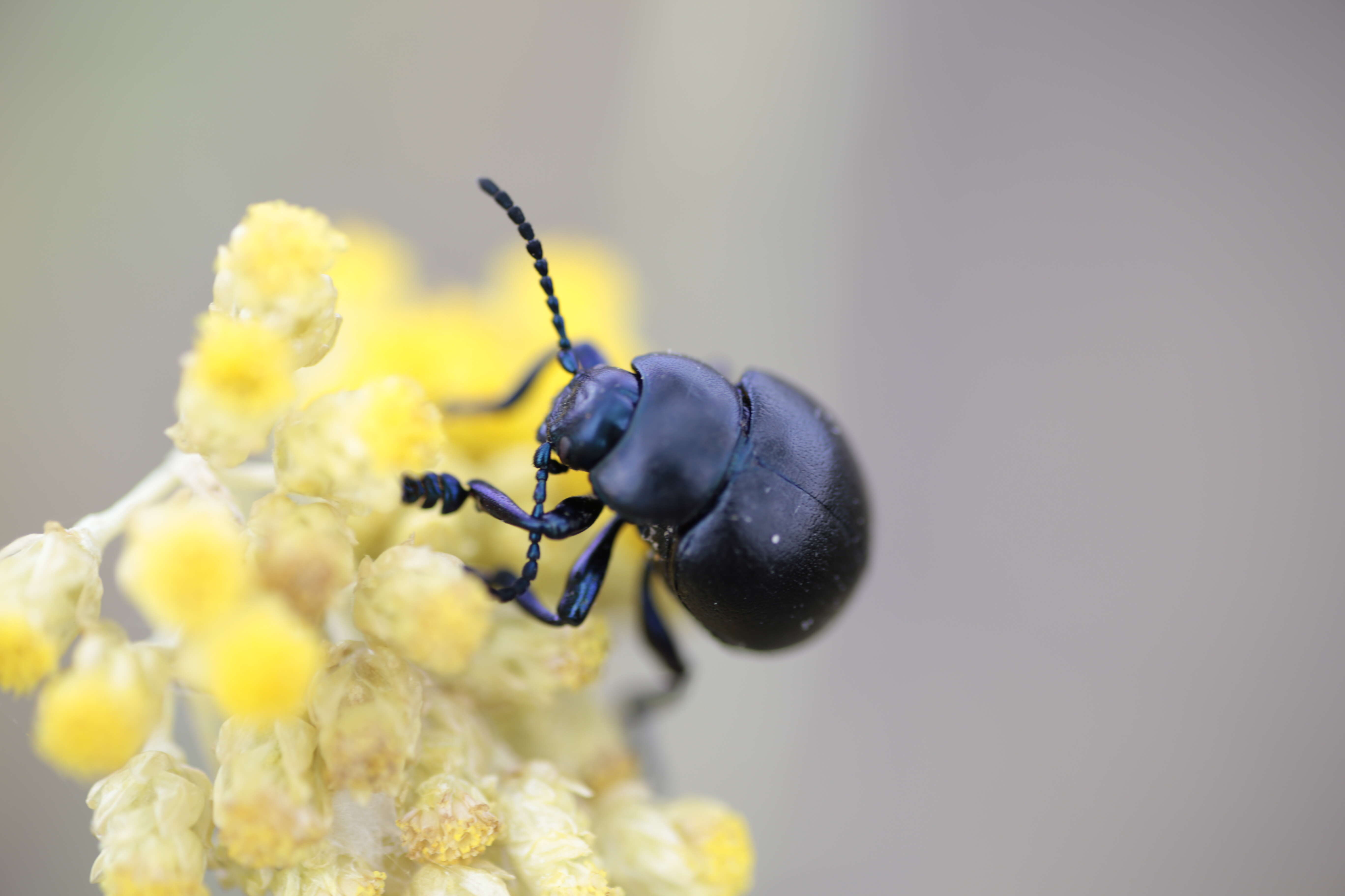 Слика од Helichrysum italicum (Roth) G. Don fil.