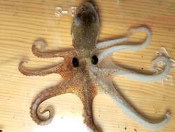Image of Korean common octopus