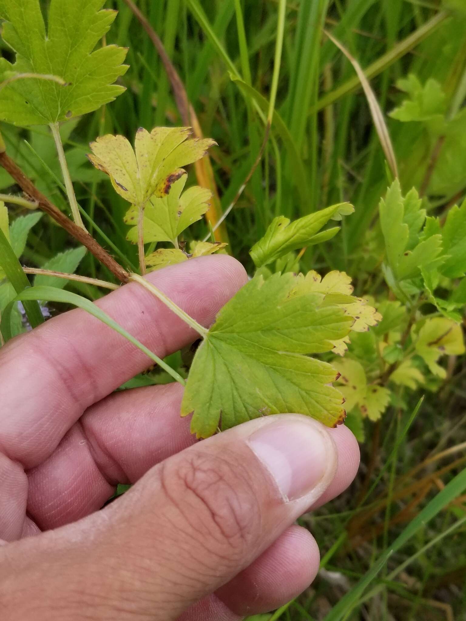 Plancia ëd Ribes hirtellum Michx.