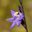 Image de Thelymitra holmesii Nicholls