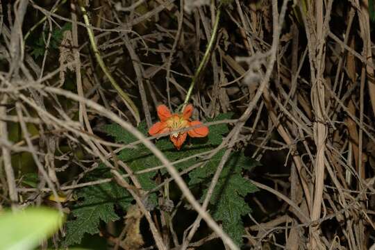 Image of Caiophora cirsiifolia C. Presl