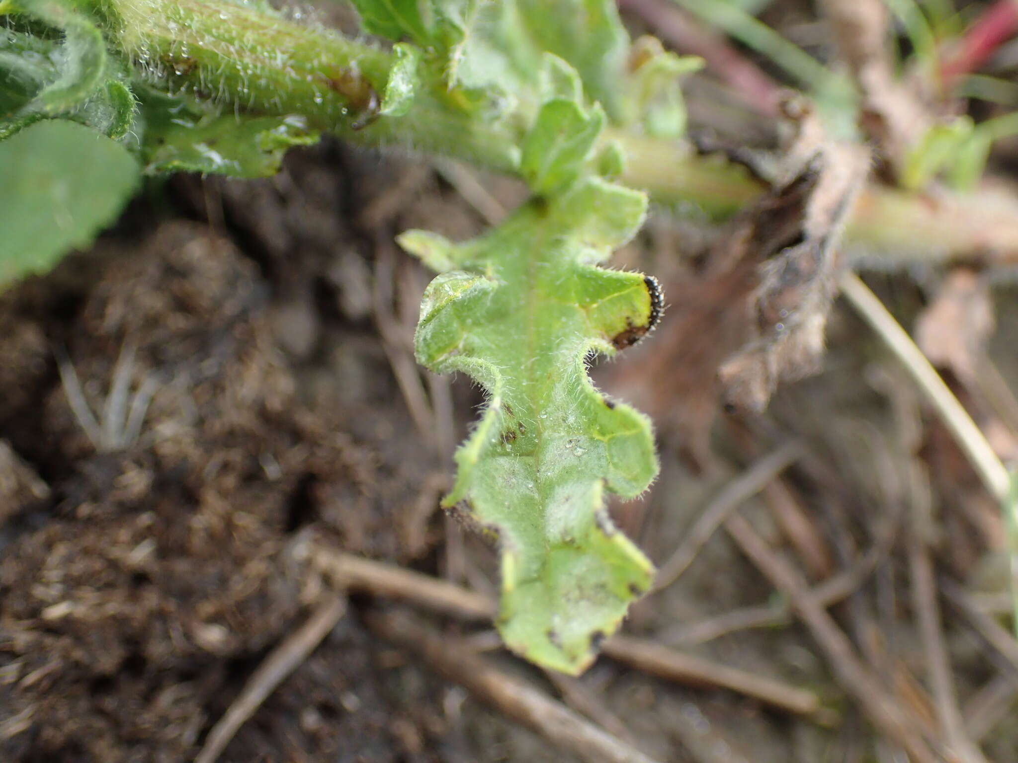 Plancia ëd Nidorella pinnata (L. fil.) J. C. Manning & Goldblatt