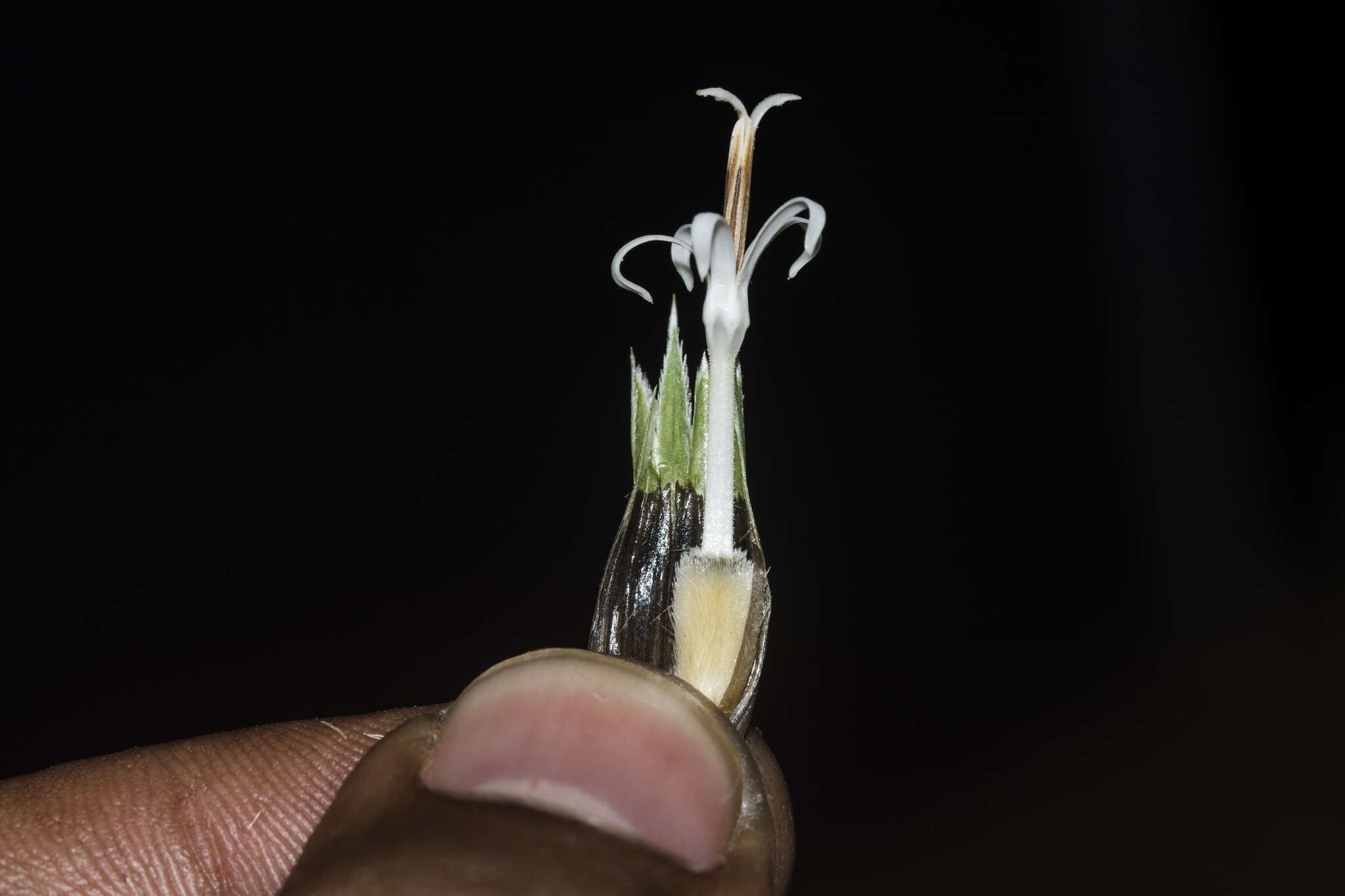 Image of Echinops sahyadricus