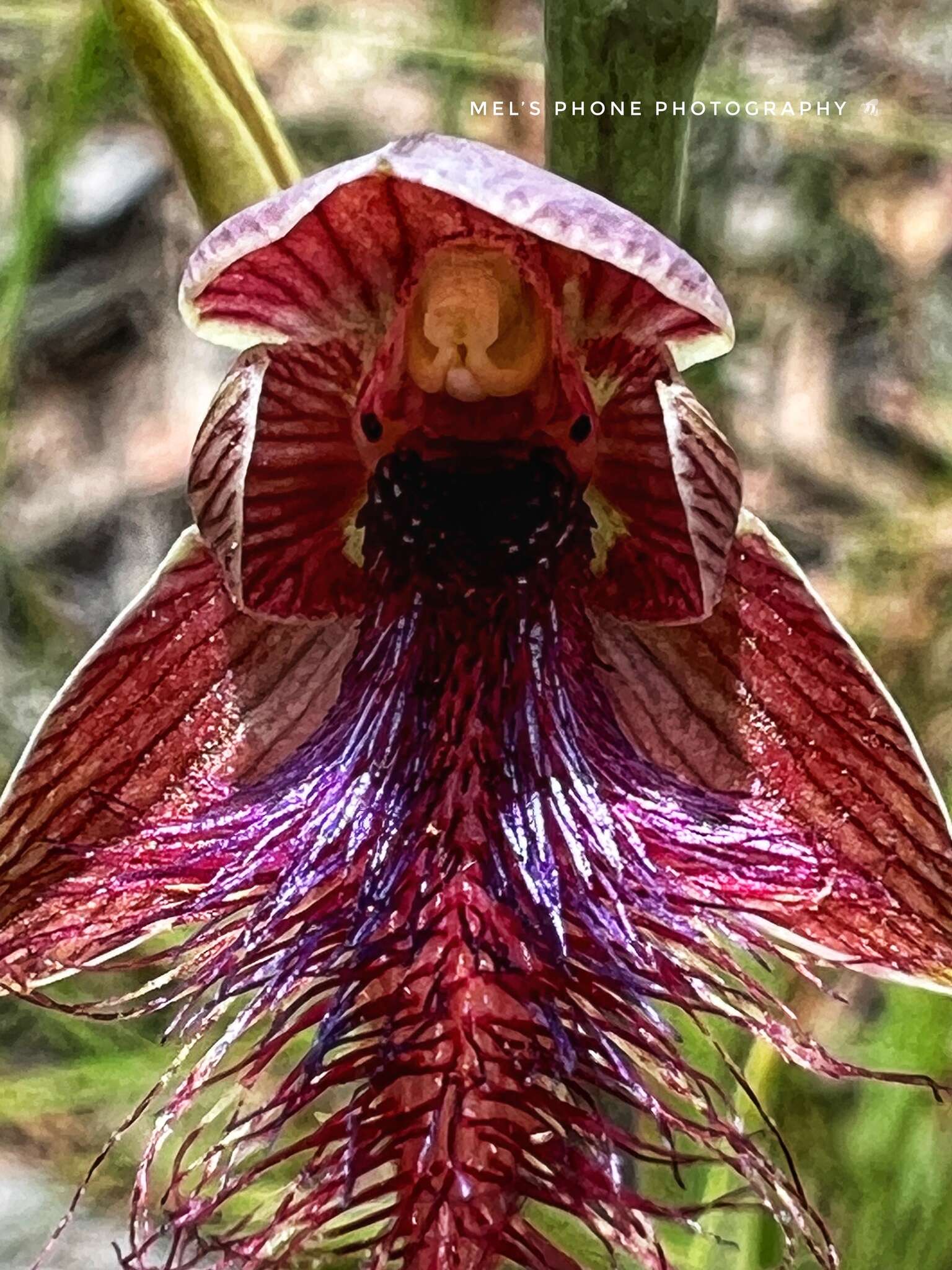 Calochilus therophilus D. L. Jones的圖片